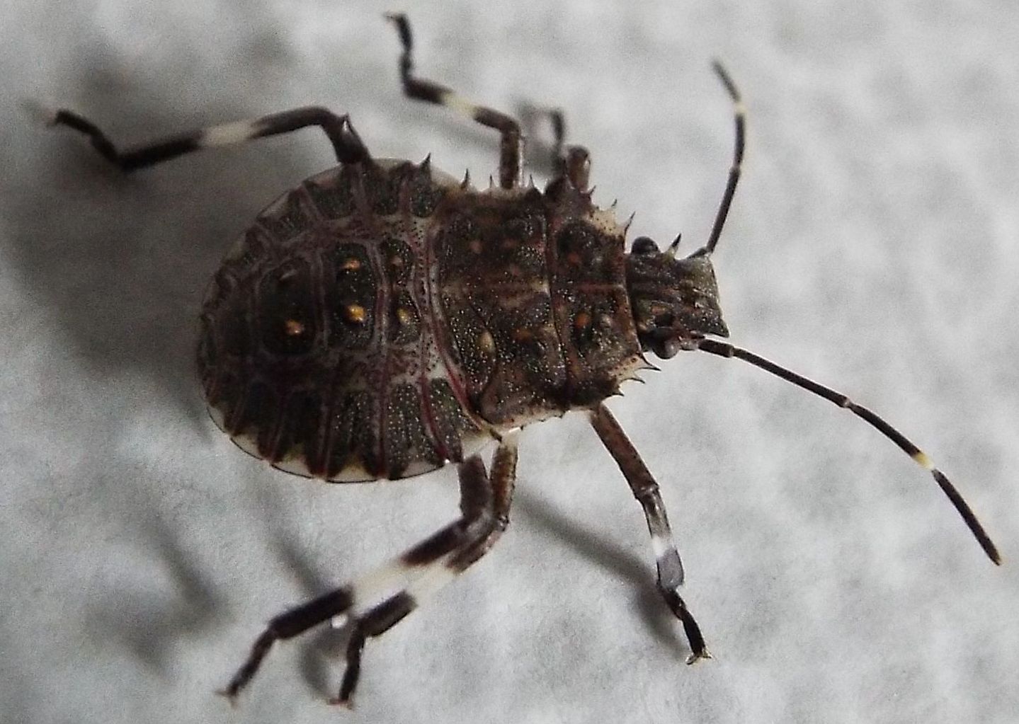 Ninfa di Halyomorpha halys (Pentatomidae)